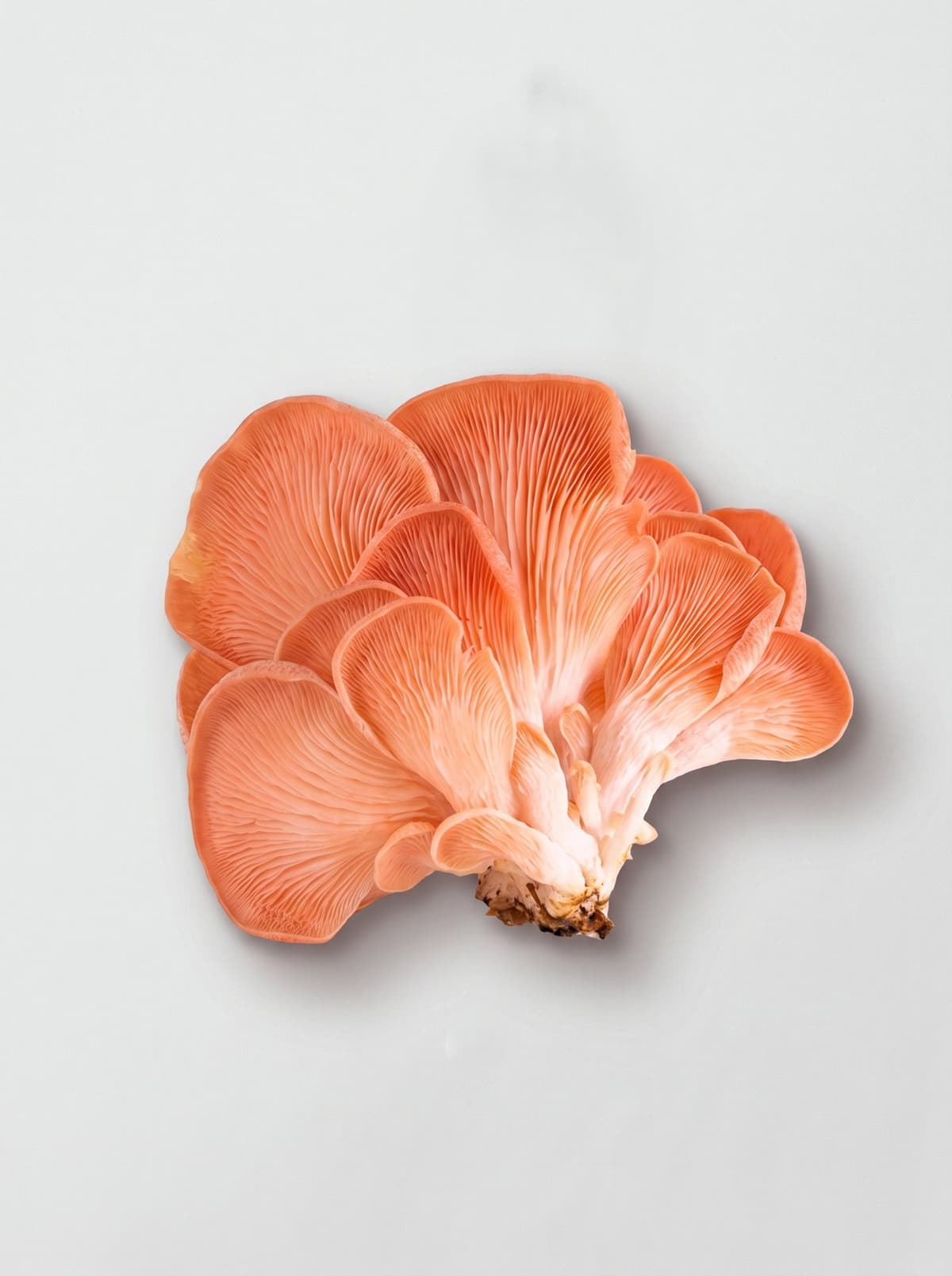 Pink Oyster Grow Kit