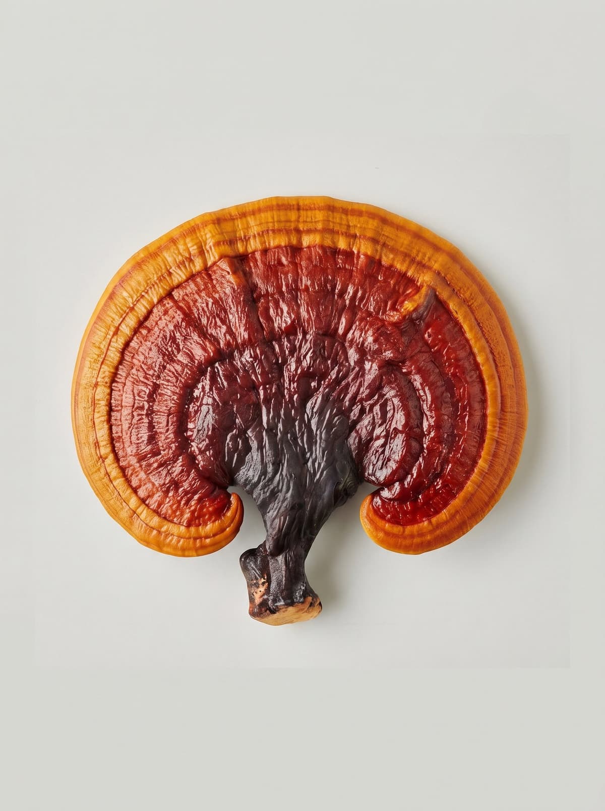 Reishi Grow Kit