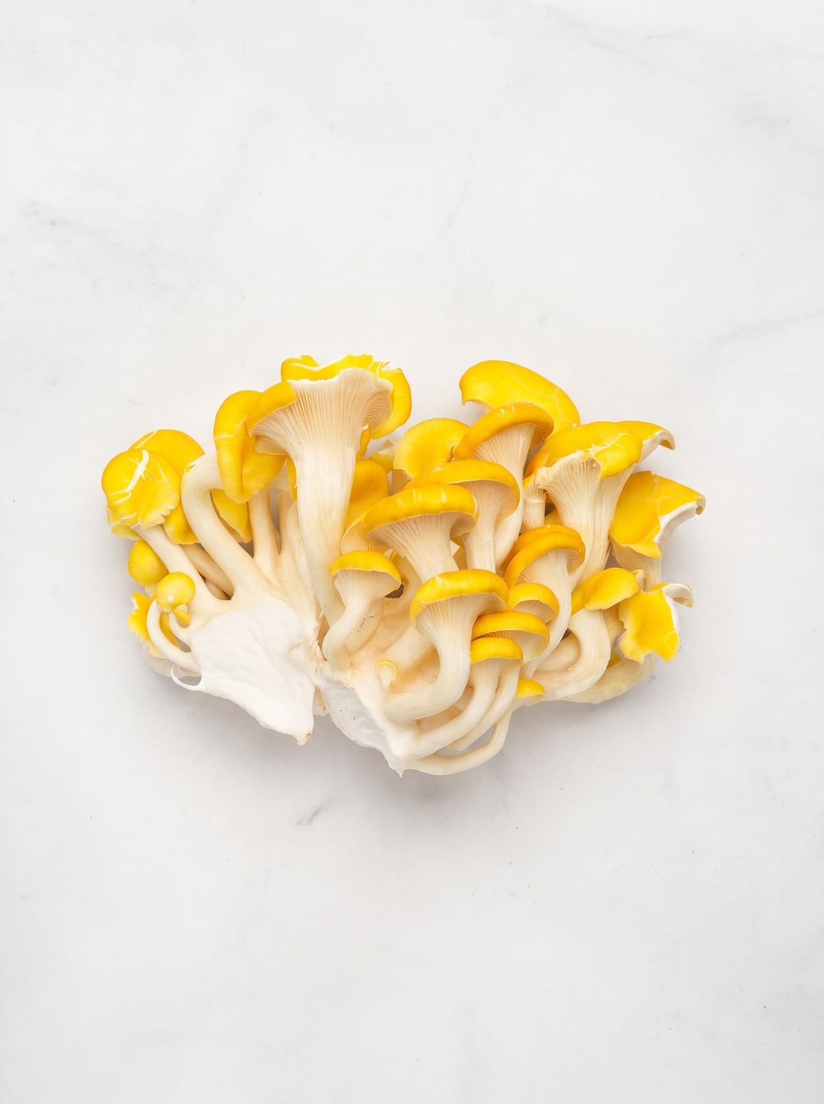 Yellow Oyster Grow Kit
